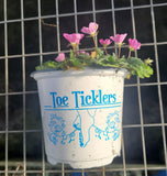 Small Erodium variable 'Bishop's Form' with pink flowers in a container labeled 'Toe Ticklers' against a wire mesh background.