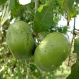 Two Black Sapote Bernicker Tree Grafted hanging from a tree with leaves in the background