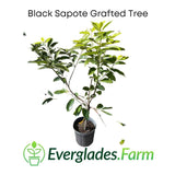Black Sapote Grafted Tree in a pot with Everglades Farm logo on a white background