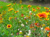 Colorful wildflowers in a garden setting with green grass. No Deer Here Wildflower Mix - Unsavory Species to Deer!