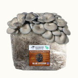 3 Pack - Lion's Mane, Pink, and Blue Oyster Mushroom Grow Kit Fruiting Block - 15 LBS