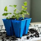Small green plants in blue plastic pots on a textured surface with soil.