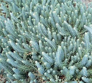 Sedum ruprestre 'Blue Spruce' - 4.5 inch Pots - Flat of 10