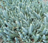 Sedum ruprestre 'Blue Spruce' - 4.5 inch Pots - Flat of 10