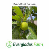 Breadfruit on a tree with Everglades Farm logo