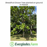 Breadfruit tree planted on ground in Hawaii with Everglades Farm logo.
