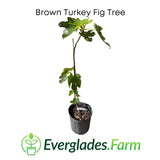 Brown Turkey Fig Tree in a pot with Everglades Farm logo on a white background