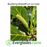 Budding breadfruit on a tree with Everglades Farm logo