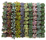 Collection of various succulents arranged in a grid pattern on a white background