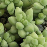Close-up of green succulent plants