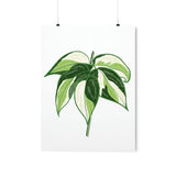 Philodendron Cream Splash Botanical Print – Unframed Wall Art