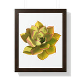 Noble Aeonium Succulent Framed Print – Botanical Wall Art
