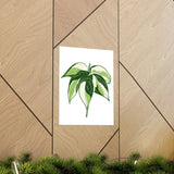 Philodendron Cream Splash Botanical Print – Unframed Wall Art