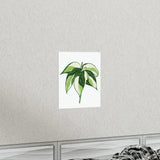 Philodendron Cream Splash Botanical Print – Unframed Wall Art