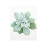 Pachyveria Haagei Succulent Botanical Print – Unframed Wall Art
