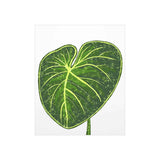 Philodendron Gloriosum Botanical Print – Unframed Wall Art