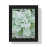 Pachyveria Haagei Succulent Pattern Framed Print – Botanical Wall Art