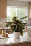Calathea 'Makoyana'