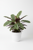 Calathea 'Beauty Star'