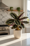 Calathea 'Beauty Star' - 6" Pot - NURSERY POT ONLY