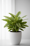 Calathea Concinna 'Freddie'