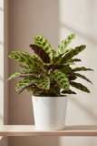 Calathea Rattlesnake – Wild-Patterned Prayer Plant