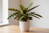 Calathea Lancifolia 'Rattlesnake' - 6" Pot - NURSERY POT ONLY
