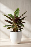 Calathea 'Makoyana'