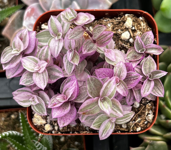 Callisia Repens Pink Lady Turle Vine in a pot with a blurred background