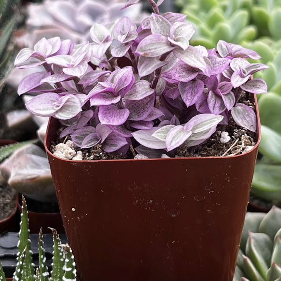 Callisia Repens Pink Lady Turle Vine in a red pot surrounded by other plants