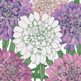 Pattern of Candytuft, Dwarf surrounded by purple and pink flowers on a white background