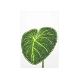 Philodendron Gloriosum Botanical Print – Unframed Wall Art