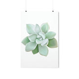 Pachyveria Haagei Succulent Botanical Print – Unframed Wall Art