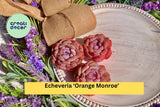 Echeveria ‘Orange Monroe’ – Rare Succulent Plant, Bare Root Easy Care Live Rosette for Indoor Decor or Outdoor Container Garden