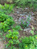 A natural garden or forest clearing with green leafy plants, small yellow flowers, purple wildflowers, rocks, mulch, and ferns in the background.
