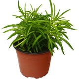 Peperomia 'Green Bean'