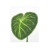 Philodendron Gloriosum Botanical Print – Unframed Wall Art
