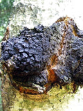 Dark brown fungal growth on a tree trunk