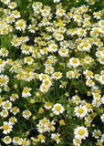 Close-up of a field of Chamomile (Matricaria chamomilla) with green leaves.