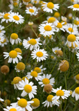 Close-up of Chamomile (Matricaria chamomilla) with green stems.
