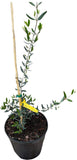 Potted Chemlali Olive tree with a yellow tag on a white background