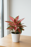 Chinese Evergreen 'Lady Valentine'