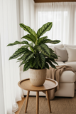 Chinese Evergreen 'Maria'