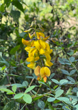 Yellow Chipilín (Crotalaria longirostrata) flowers on a plant with green leaves in the background