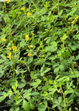 Green Chipilín (Crotalaria longirostrata) plants with small yellow flowers in a natural setting
