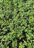 Young Chipilín (Crotalaria longirostrata) plants with small yellow flowers growing in a garden bed.