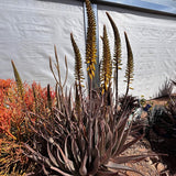 Aloe barbadensis