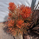 Red-brown succulent Euphorbia tiricalli "Firesticks"  plant with a gray background