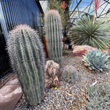 Garden with Saguaro Cactus and succulents in a greenhouse setting