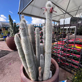 Silver Torch Cactus in a pot with a store and cars in the background
